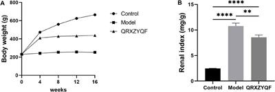 Qing-Re-Xiao-Zheng-Yi-Qi formula relieves kidney damage and activates mitophagy in diabetic kidney disease